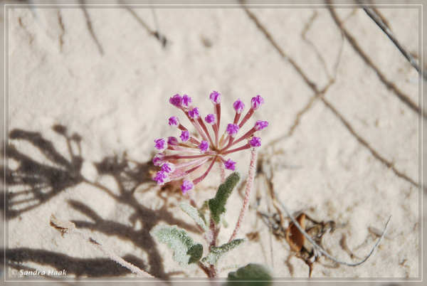 comp-DSC_0701_25