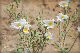 comp-DSC_6476