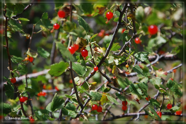 comp-DSC_8677