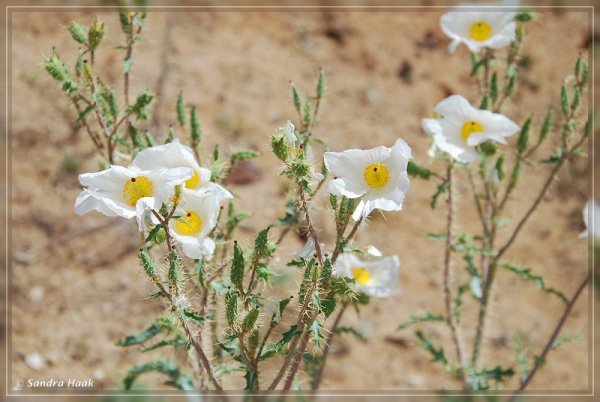 comp-DSC_6476