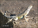 comp-IMG_3291