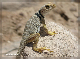 comp-IMG_3845