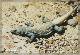 comp-lizard 2