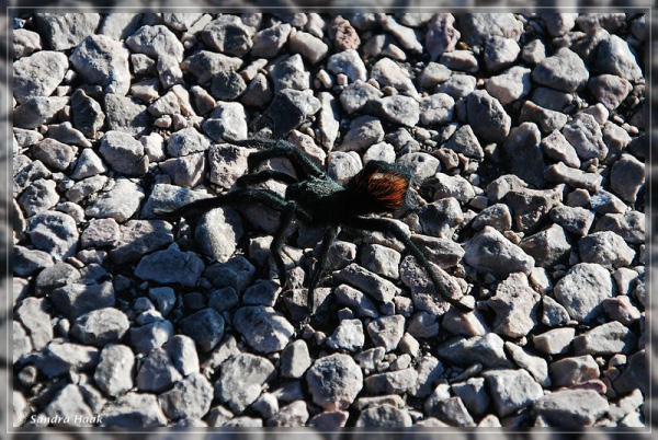 comp-DSC_0554