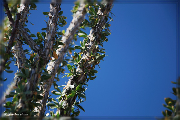 comp-DSC_0726_50
