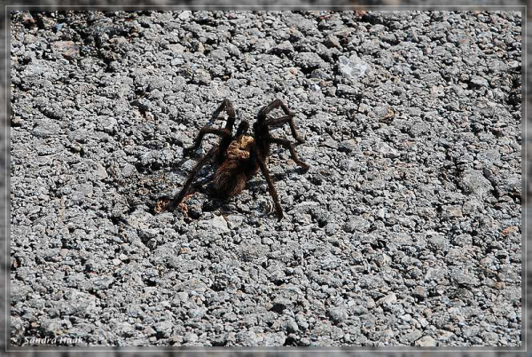 comp-DSC_0759