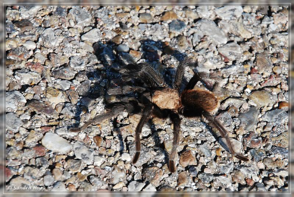 comp-DSC_0784