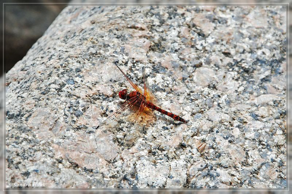 comp-DSC_5192