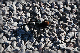 comp-DSC_0554
