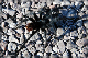 comp-DSC_0565