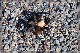 comp-DSC_0618