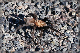 comp-DSC_0625