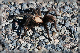 comp-DSC_0640