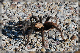 comp-DSC_0787