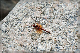 comp-DSC_5192