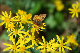 comp-DSC_7802