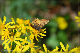 comp-DSC_7806