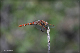 comp-DSC_8416