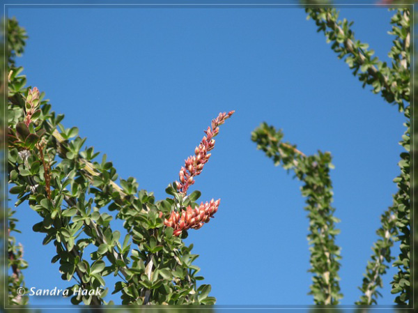 comp-IMG_1272