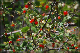 comp-DSC_8677