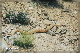 comp-snakes 3