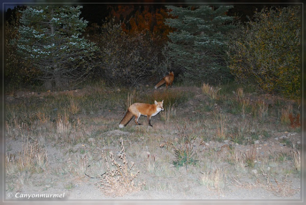 comp-DSC_0045