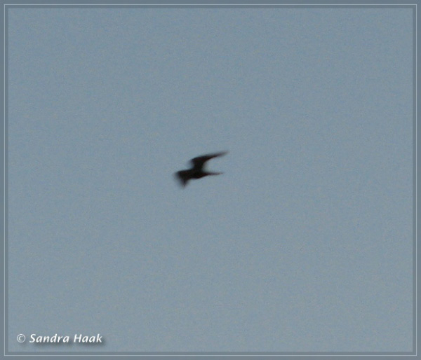 comp-IMG_2819.1