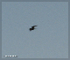 comp-IMG_2819.1