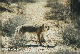 comp-koyote 2